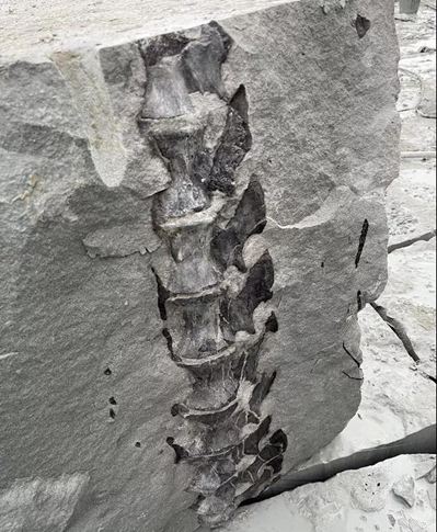 四川隆昌青石礦山挖出古生物化石，專家初步分析為恐龍化石！