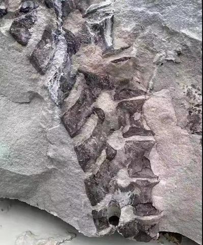 四川隆昌青石礦山挖出古生物化石，專家初步分析為恐龍化石！