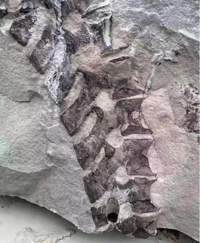四川隆昌青石礦山挖出古生物化石，專家初步分析為恐龍化石！
